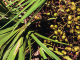 saw palmetto berries, ocala news, ocala post
