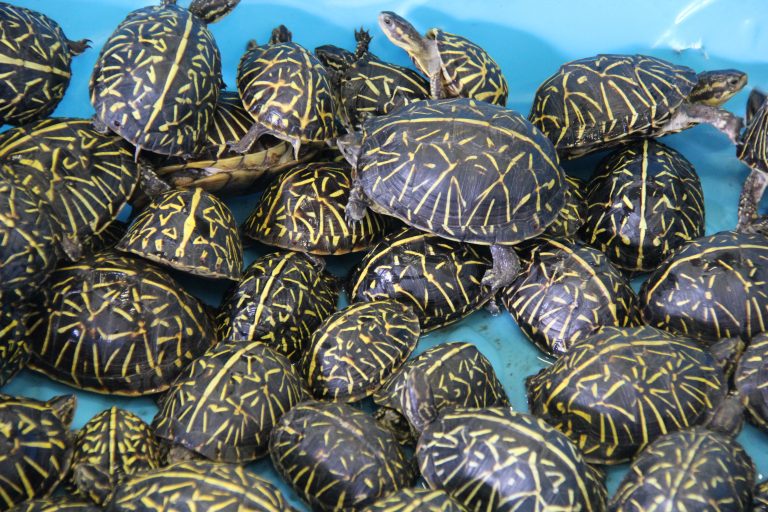 Florida men busted, trafficking ring smuggling thousands of turtles