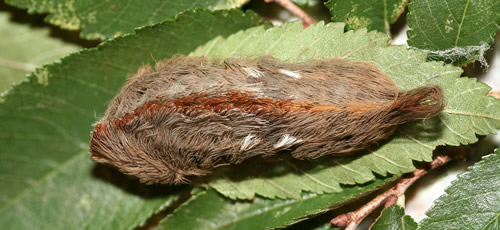 Southern flannel moth, venomous puss caterpillar, makes return to Florida