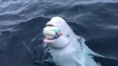 Beluga whale plays fetch with boaters tossing rugby ball