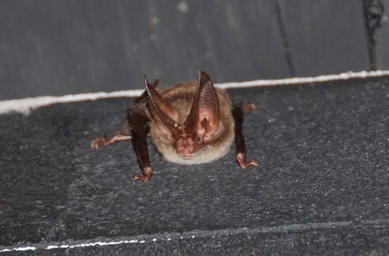 bats, outdoors, ocala news