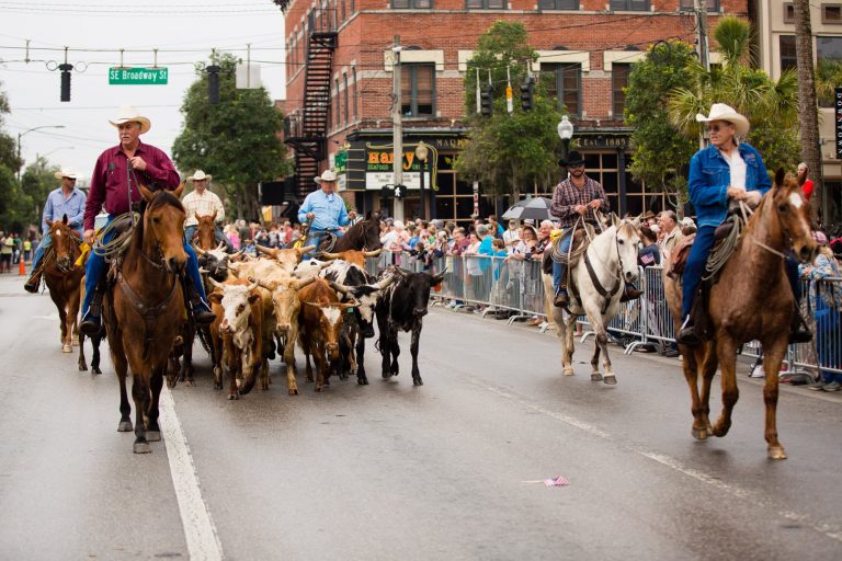 Cattle Drive, ocala-news, ocala post