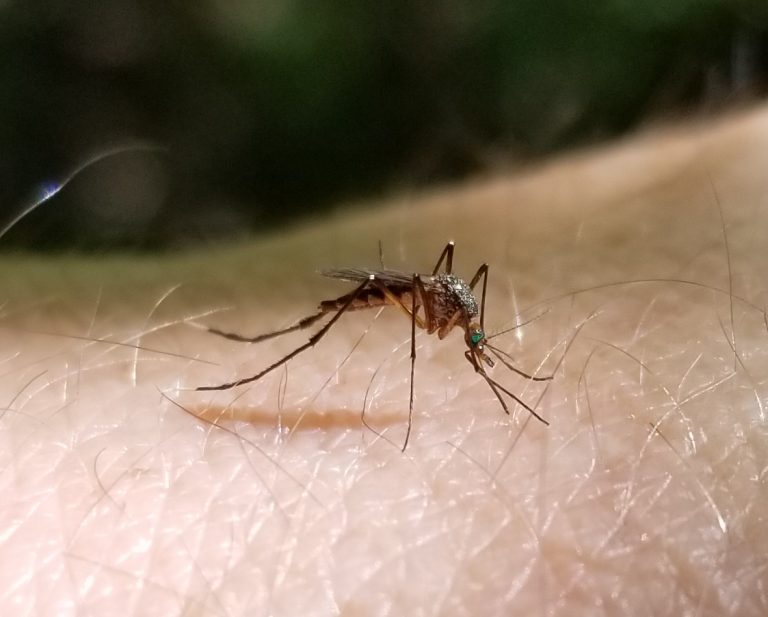Mosquitoes and COVID-19, other mosquito-borne illnesses