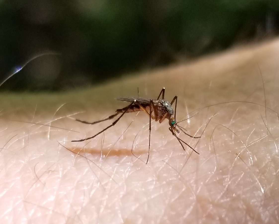 covid-19, ocala news, ocala post, mosquitoes