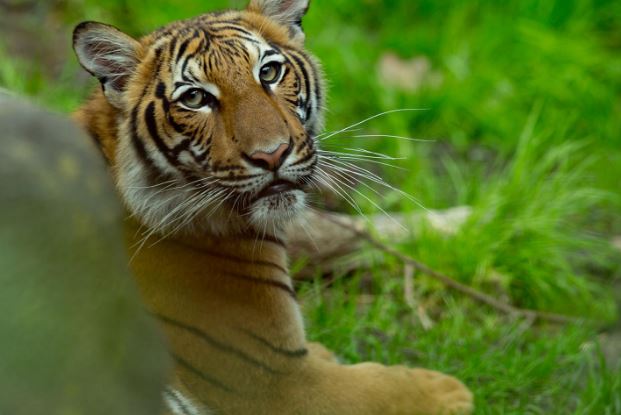 covid-19, tiger tests positive, ocala news, bronx zoo, ocala post
