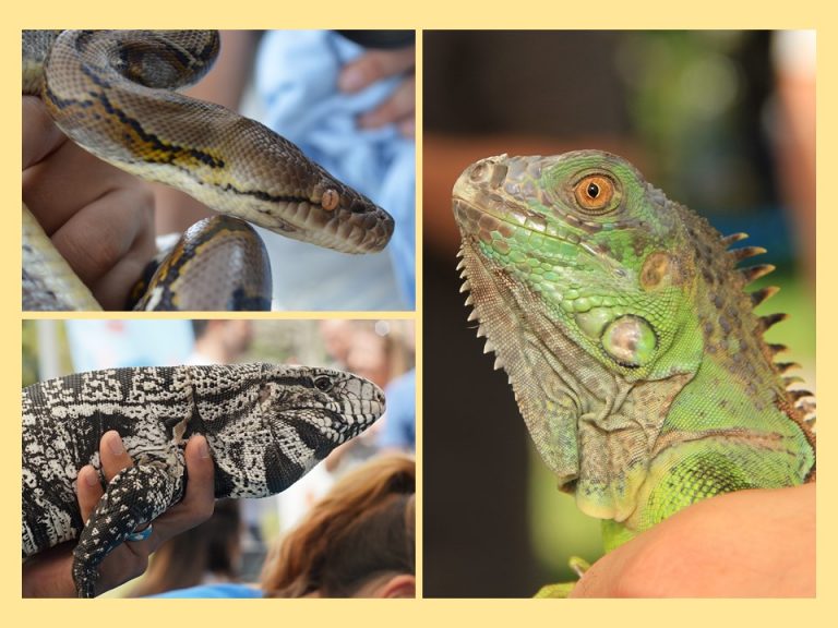 FWC will help find home for your unwanted exotic pets