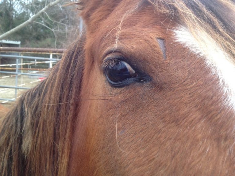 Horse found slaughtered in Summerfield