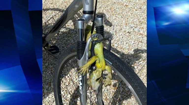 Iguana caused man to flip over bicycle handle bars