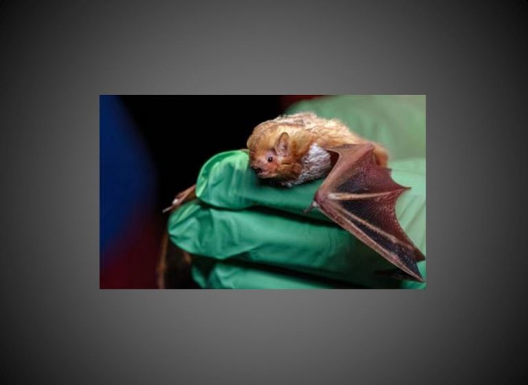 Bat tests positive for rabies in Micanopy area