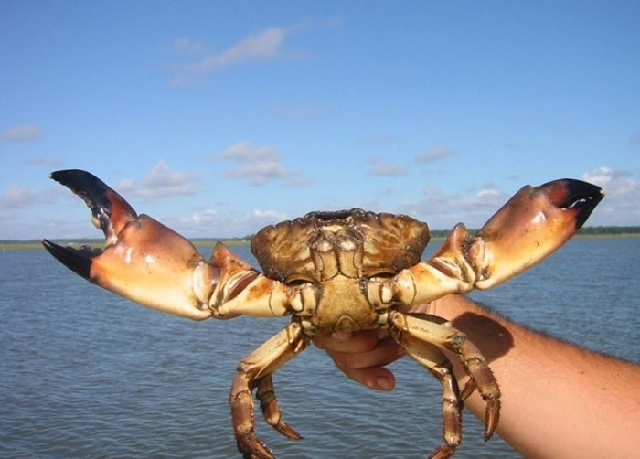 stone crab regulations, ocala news, ocala post