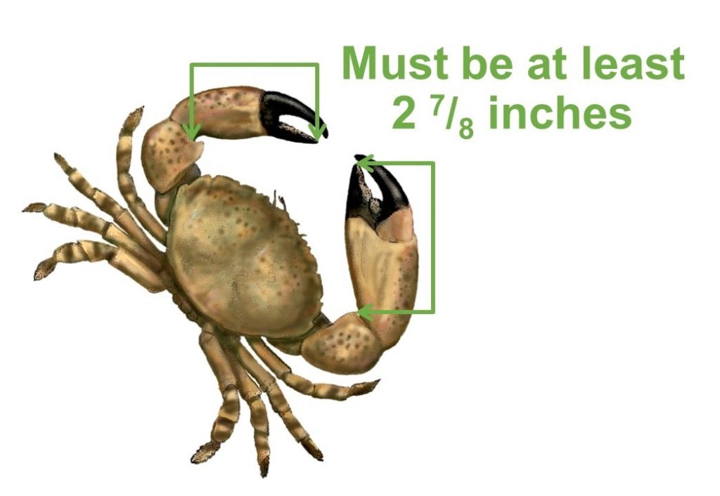 stone crab size limit, ocala news, ocala post