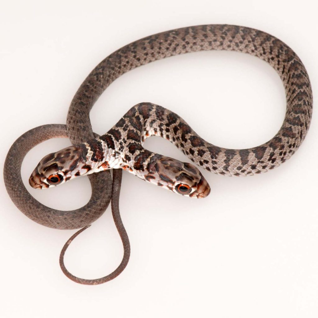 two-headed snake, ocala news, ocala post, 