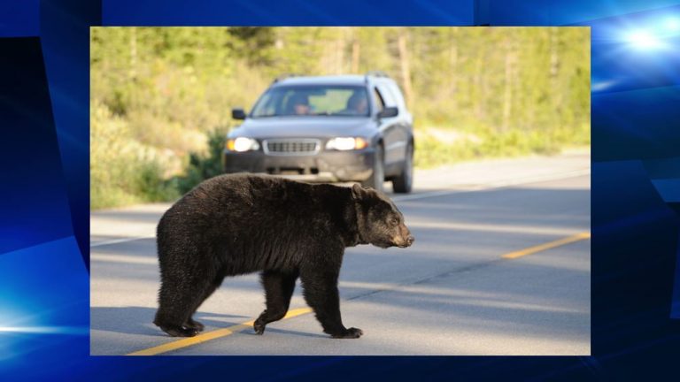 Man killed after his motorcycle slammed into a bear