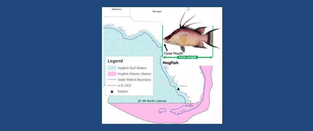 hogfish, florida fishing