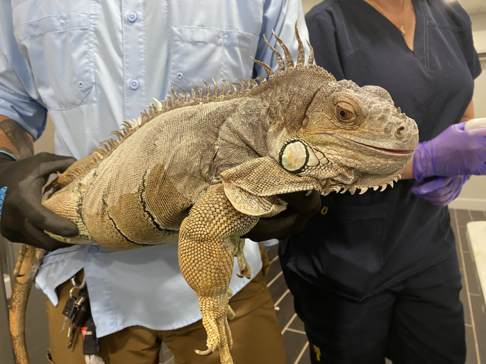 green iguana, ocala news, ocala post