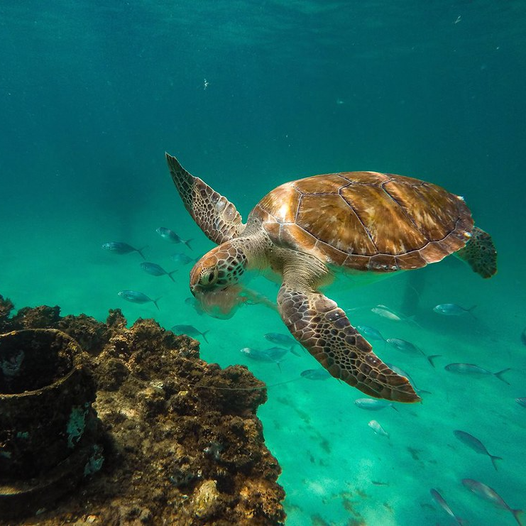 June 16 is World Sea Turtle Day, it’s also nesting season