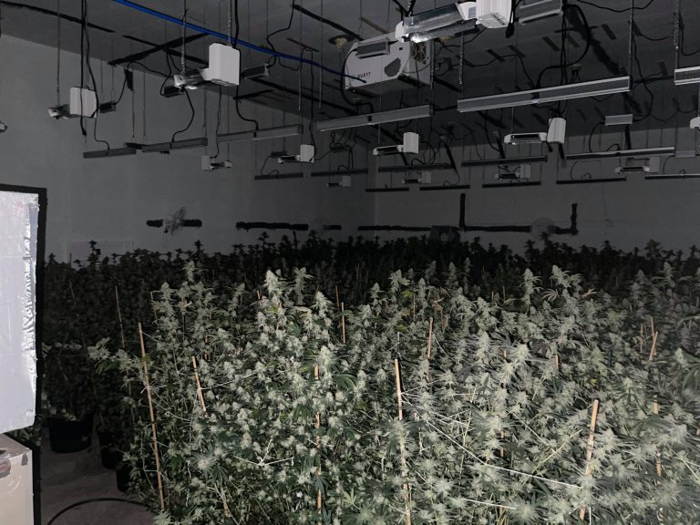 Clay Electric employees snitched on marijuana growers, 275 plants seized