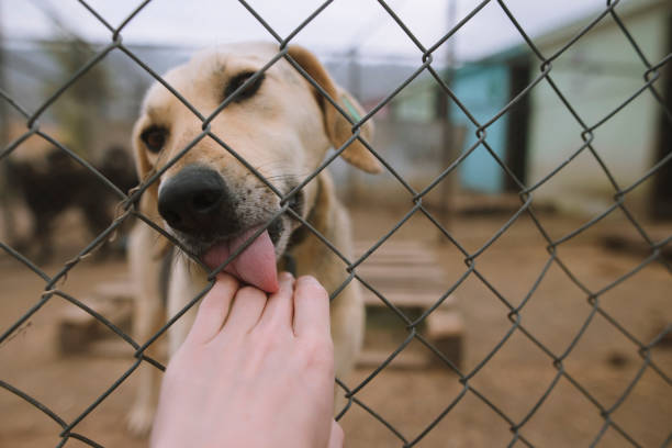 37 dogs rescued from living in squalor