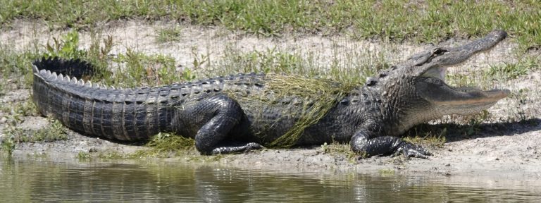 Commission approves changes to statewide alligator hunt, pneumatic airbows now legal
