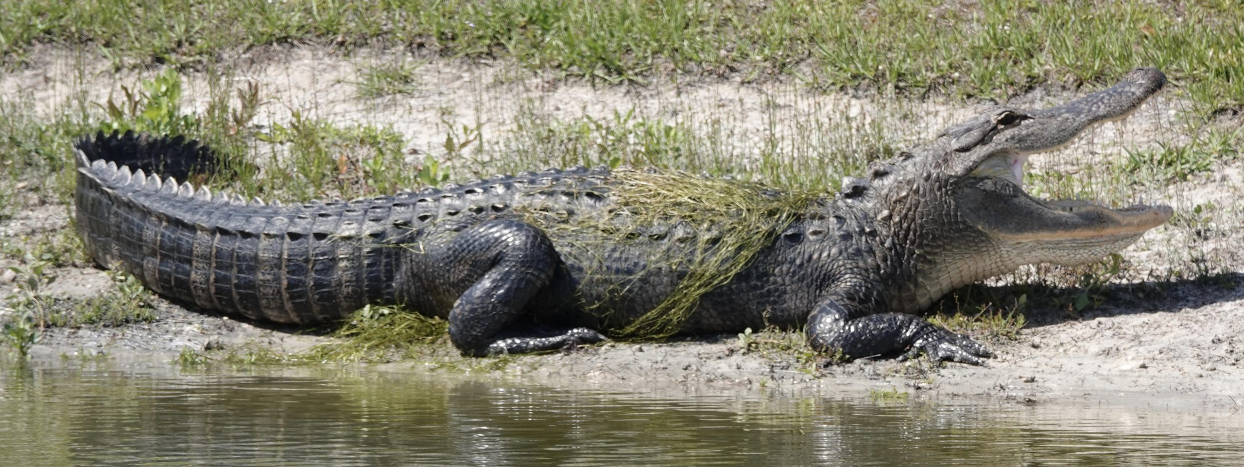 gator hunt, ocala news, ocala post