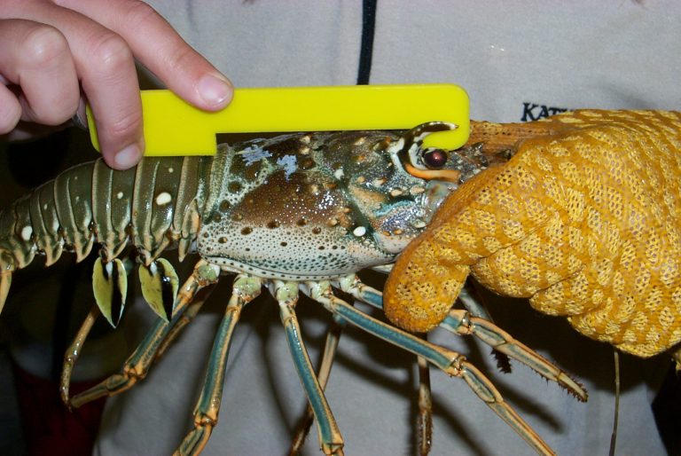 Spiny lobster season opens with the two-day recreational mini-season