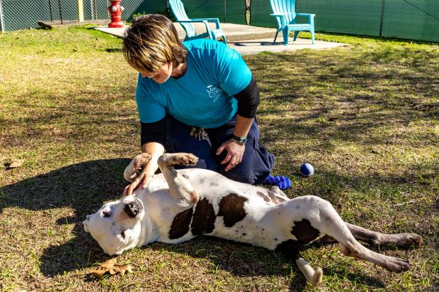 ocala news, ocala post, animal servcies,