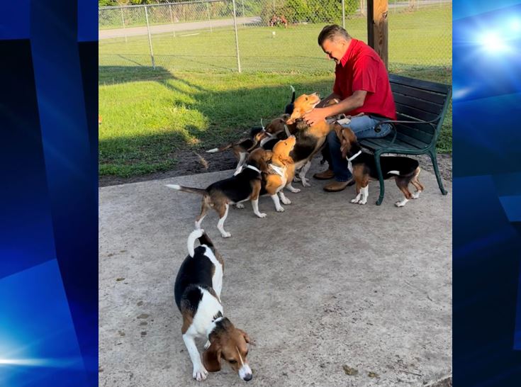 beagles, ocala news, ocala post