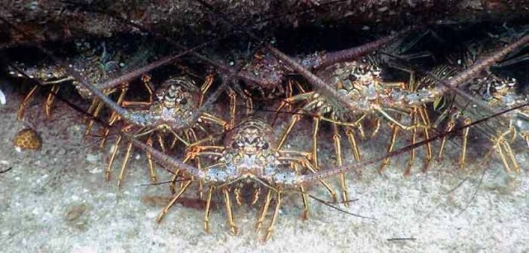 FWC waives commercial spiny lobster trap tag requirements for 2022-2023