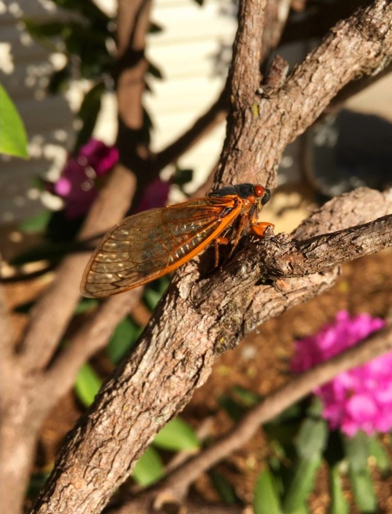 Facts about cicadas